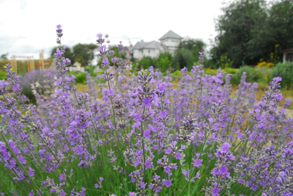 Maison Blanche Ecohousе Mytnitsa Buitenkant foto